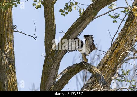 L'osproie occidentale (Pandion halliaetus) avec les poissons capturés Banque D'Images