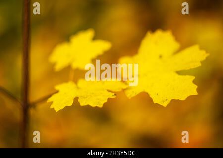 Feuilles jaunes restant sur les branches, vibes d'automne avec bokeh. Banque D'Images