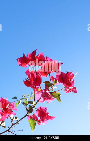 Violet fleurs colorées begonville against a blue sky Banque D'Images