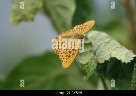 Argynnis pupia, fitillaire lavé à l'argent Banque D'Images