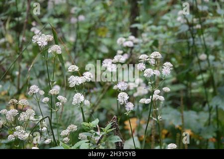 Astrantia majeur, grand maître-mots Banque D'Images
