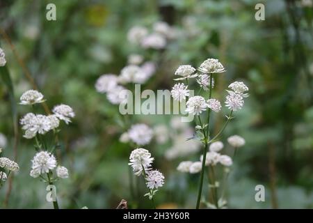 Astrantia majeur, grand maître-mots Banque D'Images
