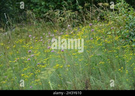 Aster linosyris, Syn.Galatella, orfèvredes golocks Banque D'Images