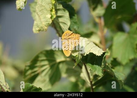 Argynnis pupia, fitillaire lavé à l'argent Banque D'Images