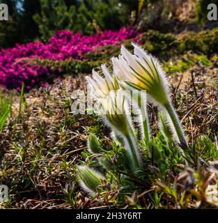 Ouverture de belles fleurs de soie blanche (pulsatilla alpina) dans le jardin de printemps Banque D'Images