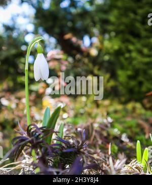 Le printemps arrive. Le premier perce-neige (Galanthus nivalis) fleurit dans mon jardin sur une belle journée ensoleillée Banque D'Images