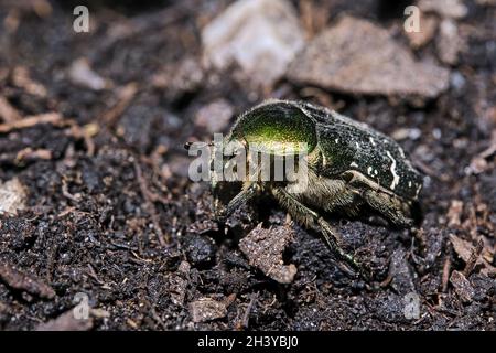 Coléoptère rose doré brillant (Cetonia aurata). Banque D'Images