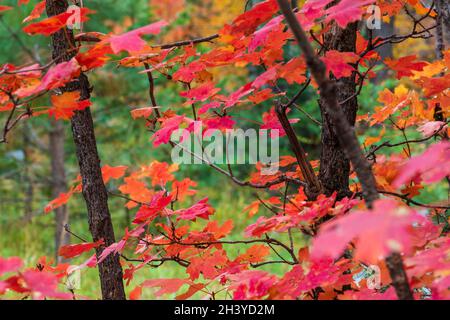 Feuilles d'érable de vigne au pic de couleur d'automne sur Mt.Lemmon, Tucson, Arizona Banque D'Images