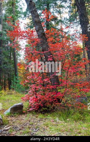 Feuilles d'érable de vigne au pic de couleur d'automne sur Mt.Lemmon, Tucson, Arizona Banque D'Images