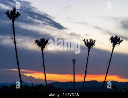 Un coucher de soleil coloré de nuages rose chaud, orange jaune et gris violet avec quatre grands pointes de fleurs Gymea Lilly et un lampadaire en premier plan Banque D'Images