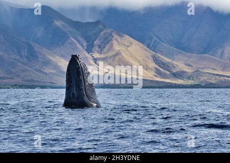 Curieuse baleine à bosse qui joue à Peek-a-boo avec un bateau de baleine invisible. Banque D'Images