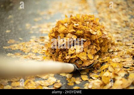 Beaucoup de feuilles sur une pelle.Nettoyage des feuilles humides en automne.Le concierge nettoie la route.Restauration de l'ordre dans la cour. Banque D'Images