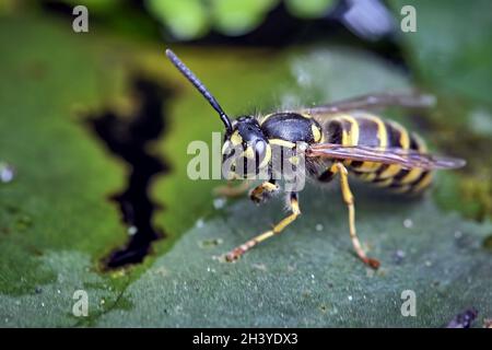 Guêpe commune (Vespula vulgaris). Banque D'Images