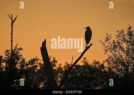 Silhouette d'un héron gris (Ardea cinerea). Banque D'Images