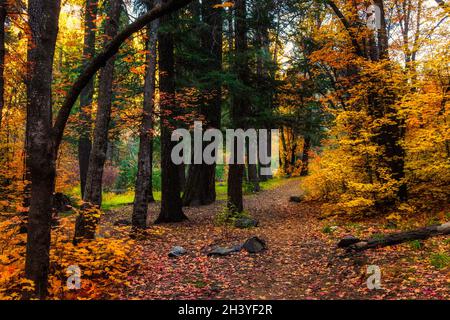 Chemin menant à travers la forêt enchantée luxuriante avec feuillage de couleur automnale Banque D'Images