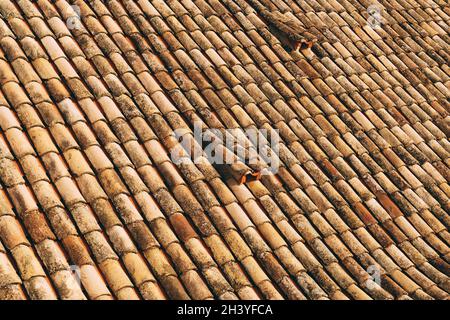 La texture des vieux bardeaux bruns sur le toit du bâtiment. Banque D'Images