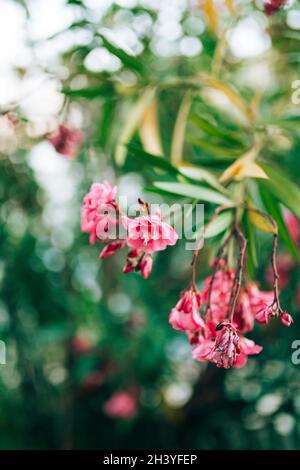 Fleurs d'oléander roses sur une branche avec des feuilles vertes, faible profondeur de champ. Banque D'Images