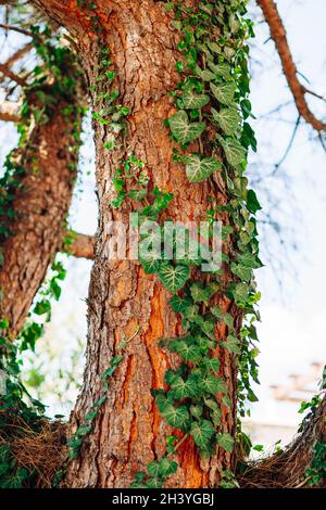 Un vieux grand tronc d'arbre entiné avec de l'ivy. Banque D'Images