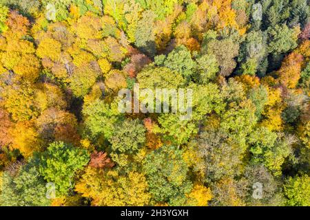 Forêt arbres arbre en automne coloré feuilles saison photographie aérienne fond Banque D'Images
