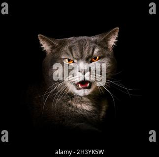 Chat gris en colère Banque D'Images