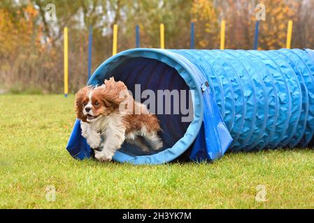 Le chien traverse un tunnel d'agilité Banque D'Images