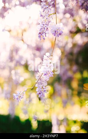 Branche de wisteria avec fleurs lilas gros plan sur un fond flou. Banque D'Images