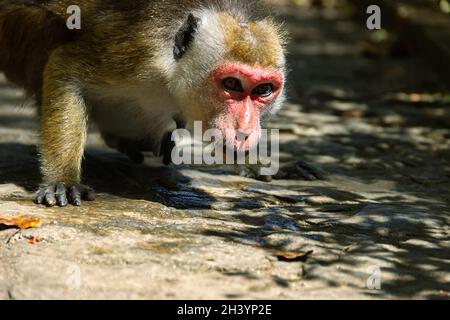 Le macaque tente de lécher l'eau Banque D'Images