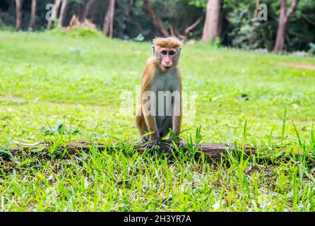 Macaque toque (Macaca sinica) Banque D'Images