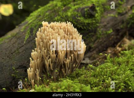 Les champignons rares poussant sur un arbre moussu. Ramaria pulcherrima. Banque D'Images
