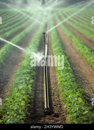 Système d'irrigation de l'Agriculture Banque D'Images