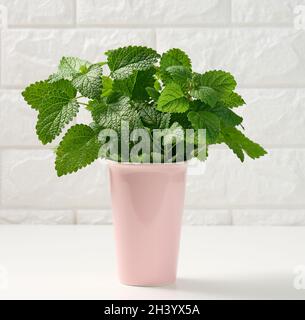 Menthe fraîche parfumée dans un vase en céramique rose sur une table blanche, fond de mur en brique blanche Banque D'Images