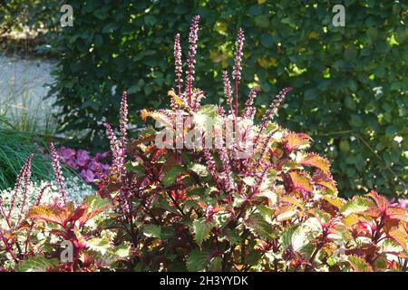 Solenostemon scutellarioides, Syn.Coleus blumei, ortie peinte Banque D'Images