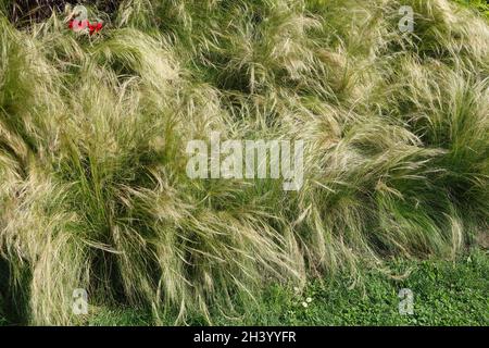 Queue de cheval Stipa tenuissima, Syn.Nasella tenuissima, herbe à plumes mexicaine Banque D'Images