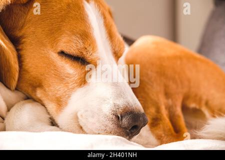 Chien beagle mâle adulte dormant sur son oreiller. Faible profondeur de champ. Banque D'Images