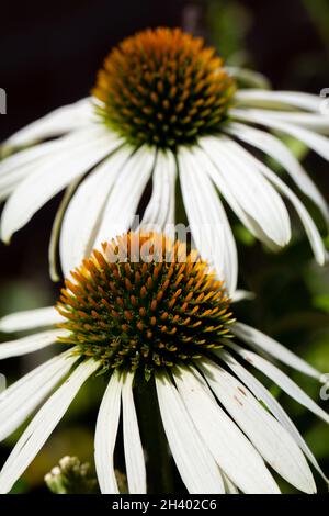 Fleurs blanches, ou échinacée magnus Superior, en pleine floraison au soleil avec fond flou Banque D'Images