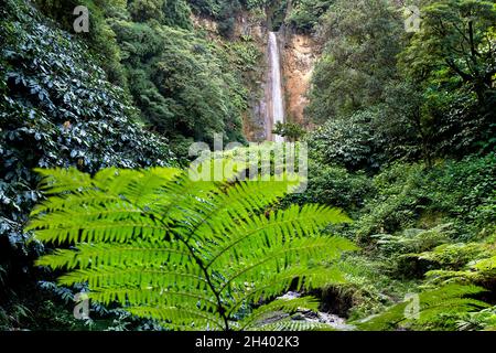 Belle vue sur la cascade Cascata da Ribeira Quente, île de Sao Miguel, Açores, Portugal Banque D'Images