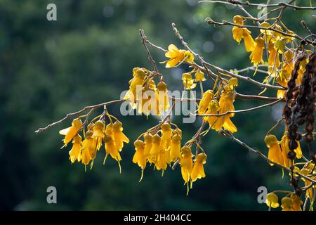 Fleurs jaunes sur Kowhai, Paraparaumu, Kapiti, Île du Nord, Nouvelle-Zélande Banque D'Images