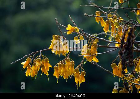 Fleurs jaunes sur Kowhai, Paraparaumu, Kapiti, Île du Nord, Nouvelle-Zélande Banque D'Images