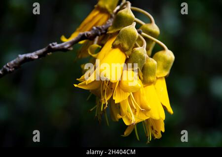 Fleurs jaunes sur Kowhai, Paraparaumu, Kapiti, Île du Nord, Nouvelle-Zélande Banque D'Images