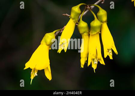 Fleurs jaunes sur Kowhai, Paraparaumu, Kapiti, Île du Nord, Nouvelle-Zélande Banque D'Images