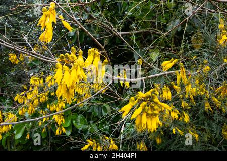 Fleurs jaunes sur Kowhai, Paraparaumu, Kapiti, Île du Nord, Nouvelle-Zélande Banque D'Images