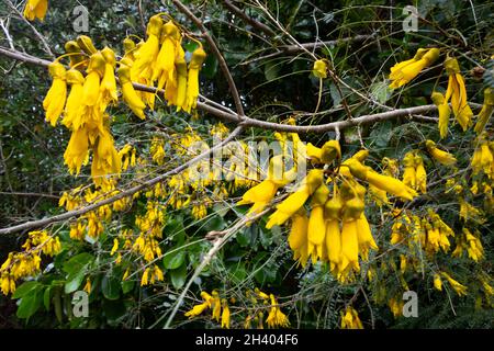 Fleurs jaunes sur Kowhai, Paraparaumu, Kapiti, Île du Nord, Nouvelle-Zélande Banque D'Images