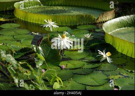 Lotus de Nymphaea, Lotus égyptien blanc Banque D'Images