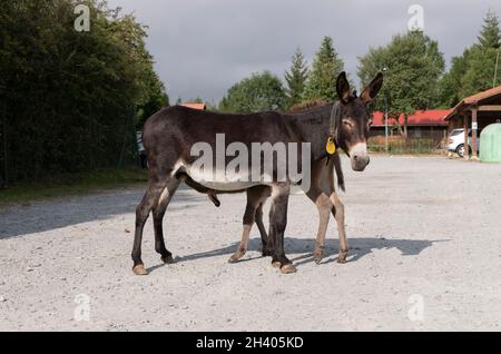 Âne espagnol dans la liberté dans un parc de soins de l'espèce Banque D'Images