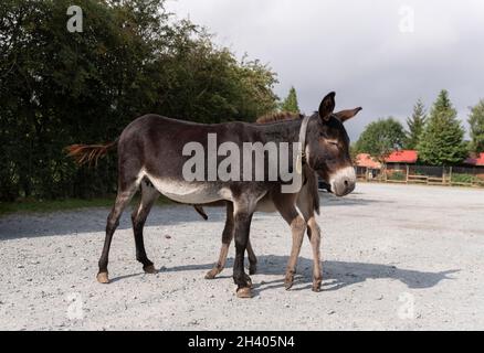 Âne espagnol dans la liberté dans un parc de soins de l'espèce Banque D'Images