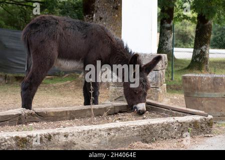 Âne espagnol dans la liberté dans un parc de soins de l'espèce Banque D'Images