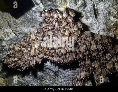 Chauve-souris moins élevée (Myotis blythii) dans la grotte. Banque D'Images