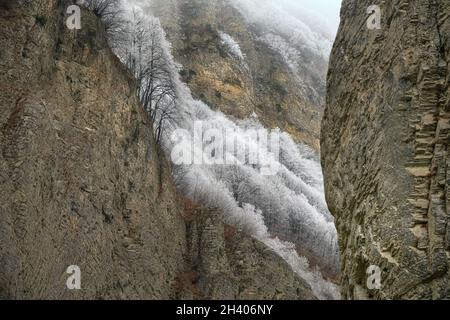 Arbres recouverts de givre, buissons, herbes avec du givre à venir Banque D'Images