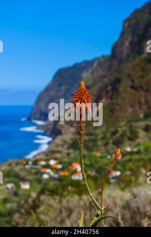 Des fleurs sur l'autre en Boaventura - Portugal Madère Banque D'Images