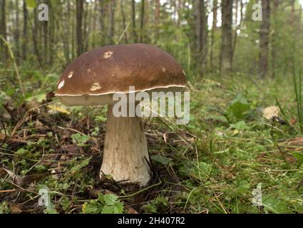 Champignons comestibles dans la forêt lors d'une journée ensoleillée, Boletus edulis. Banque D'Images
